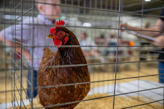 poultry showmanship at the fair