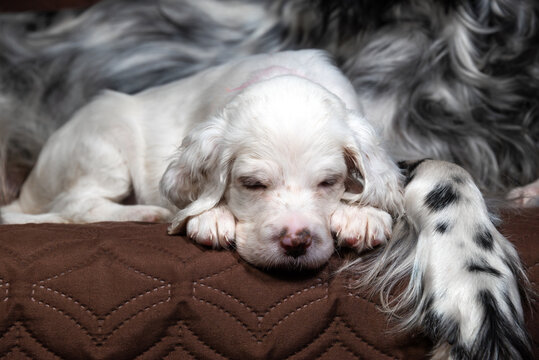 A little white English Setter puppy sleeps next to his mom. Hunting dogs.