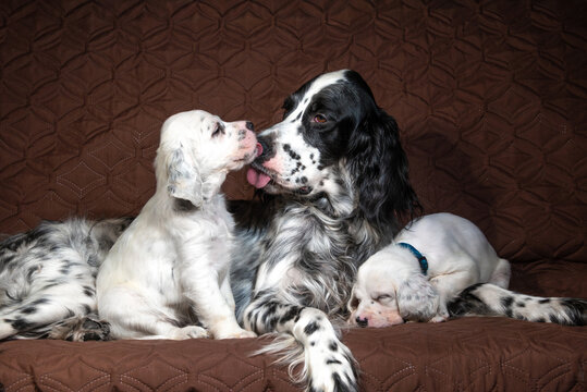 Adult English Setter dog with puppies. Mother dog lovingly cares for her puppies. Hunting dogs.