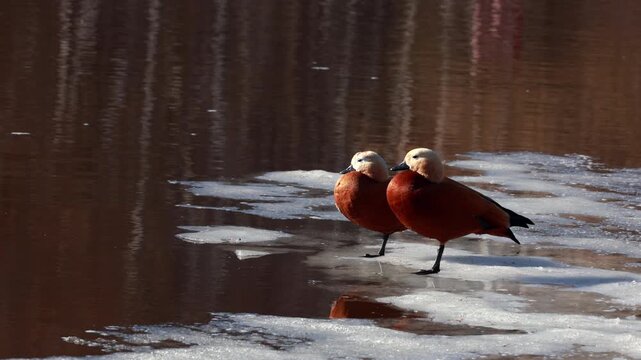 Wild ruddy shelducks standing on melting river ice in spring