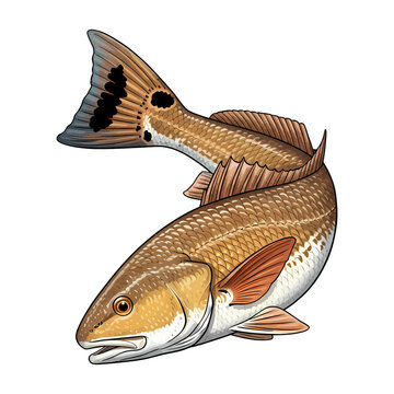 Redfish red drum fish vector illustration in a vintage style,
