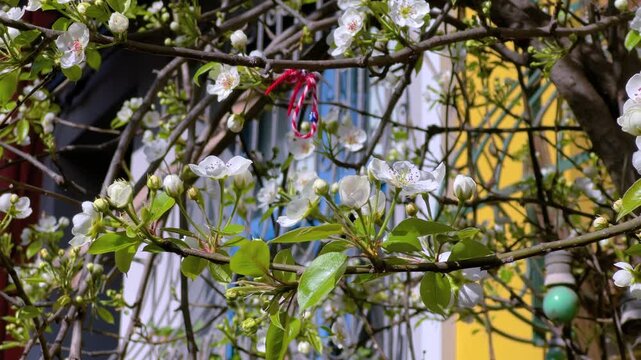 Close up of white pear blossoms and fresh green leaves on a tree branch in a residential area of Istanbul. A traditional red and white string bracelet is tied to the branch, symbolizing spring