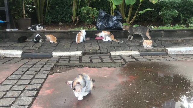 A group of stray cats gathered on a paved area with some greenery in the background.