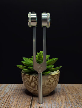 Tuning Fork Above Succulent Plant on Wooden Surface Symbolizing Sound Healing Frequency Energy Mindfulness Meditation Wellness Concept With Minimal Aesthetic and Dark Background