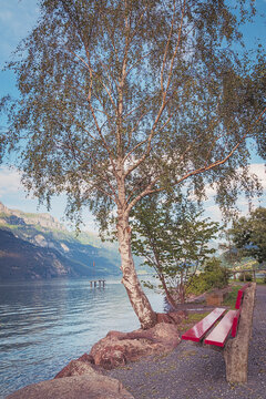 Red bench beneath birch tree at Walensee shore in Murg, Switzerland
