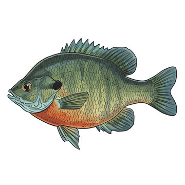 Illustration of a bluegill sunfish in a classic vintage artistic style with detailed scales and fins