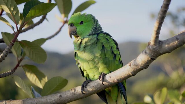 Close up of a green parrot perched on a tree branch