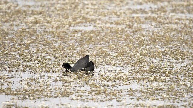 Black coot floats on a flower filled lake among aquatic plants in calm wetland water. Solitary waterbird, mossy vegetation, and quiet shallows reveal balanced marsh ecology.