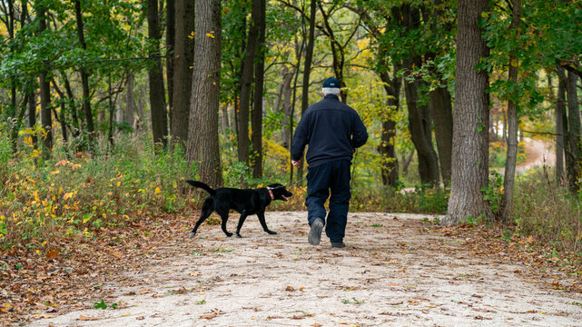 Old Man Walking Black Labrador in Park &ndash; Peaceful Nature Scene, Senior Life Photography
