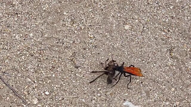 Female tarantula hawk wasp dragging paralyzed tarantula to burrow for egg laying