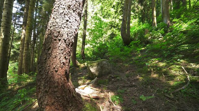 Tree trunks line a sloping mountain forest with dense woodland and filtered sunlight. Timber, undergrowth, shaded hillside create peaceful upland grove atmosphere in nature.