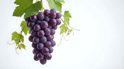Obraz premium Fresh purple grapes cluster with green vine leaves isolated on white background for food design and healthy eating concepts.