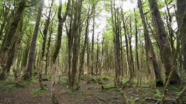 Moss covered boxwood trunks stand in a dark ancient forest with rich green woodland texture. Soft filtered light, damp bark, and mystical greenery create an enchanted grove atmosphere.