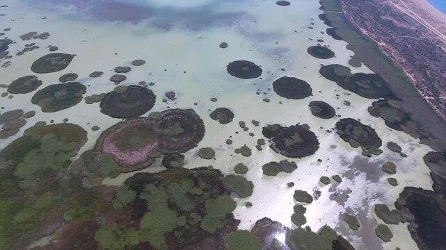 Aerial circular reed rings across shallow wetland lake in Turkey, striking summer patterns. Green and brown vegetation shapes, marsh habitat, organic design, calm aquatic surface, stock search.