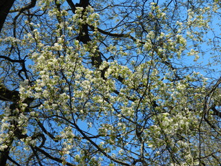 Fototapeta premium tree in spring