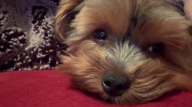 Un petit Yorkshire terrier s'endort et se r&eacute;veille sur un canap&eacute;.