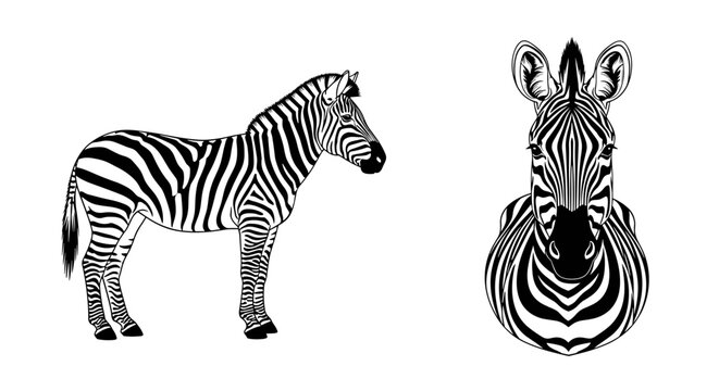 A black and white vector illustration of two zebras in a minimalist design style