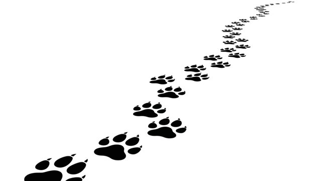 Black Animal Paw Prints Trail Across White Background