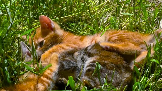 Close up of three playful stray kittens, ginger and tabby, cuddling and gently biting each other in lush green grass in Istanbul park under bright summer sunlight