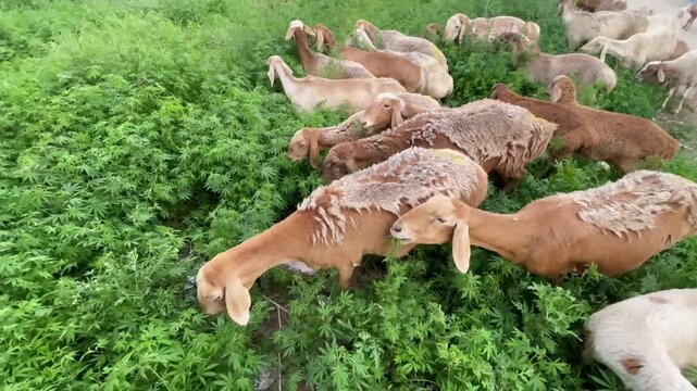 A group of goats grazing in a lush green field in rural Pakistan, showcasing livestock farming and natural agriculture environment. Ideal for concepts related to farming, animal husbandry, 