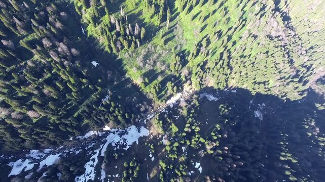 Aerial view shows dense pine forest stretching below treeless snowy mountains in winter light. Dark woodland meets white highland slopes as contrasting textures shape the landscape.
