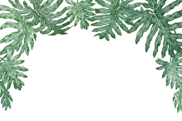 Tropical leaves rectangular frame Philodendron Selloum watercolor botanical illustration. Hand drawn green foliage texture with copy space. Floral nature design for garden card decorative template. © NadyaSaen 