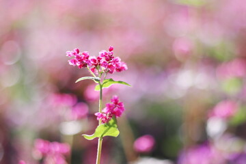 Fototapeta premium 満開の美しい赤そばの花