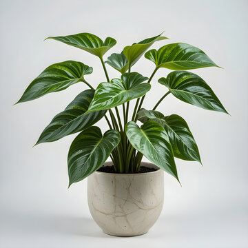 Large Leaf Philodendron Plant in Marble Patterned Pot image (513) Icon