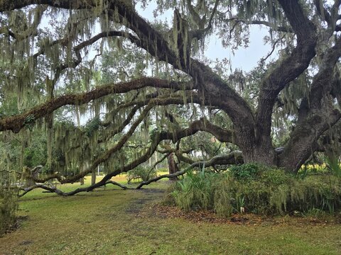 Plantation Oak, Ancient Live Oak on Jekyll Island, Georgia