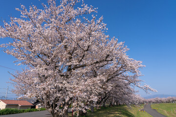 Naklejka premium cherry blossom in bloom