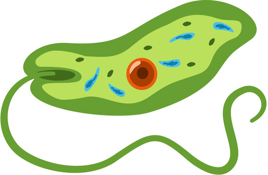 illustration of euglena protozoa microbiology, Euglena Cell Structure
