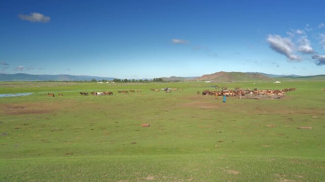 Wild horses and cattle grazing on Mongolian meadow near village farm under clear blue sky. Untamed equine herd joins pastoral ranch yard across open grassland, distant hills, calm daylight.