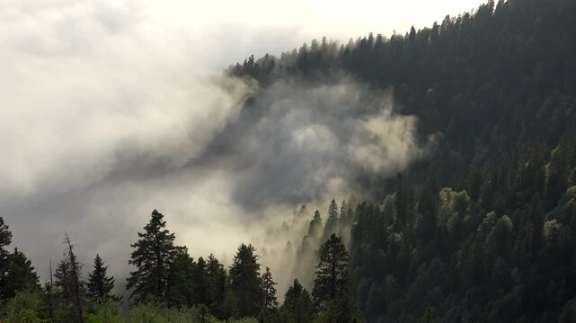 Mist clouds drift along pine forest valley, New Zealand mountainside near Mount Aspiring Park. Fog vapor streams past conifer ridges, Aotearoa reserve, alpine belts, damp gorge scene.