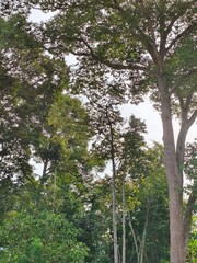 Fototapeta premium trees in the forest