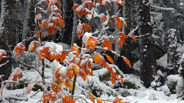 Snow covered sapling with orange leaves in mixed forest, early winter woodland scene. Frosty young tree, amber foliage amid conifer deciduous stands, cold season nature view.