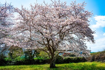 Naklejka premium はちまんの郷の桜