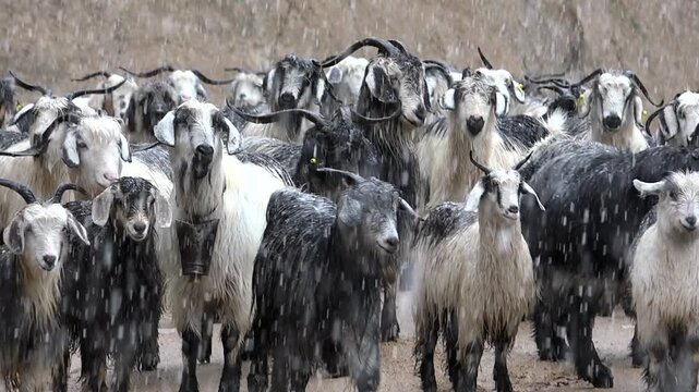 Domestic goats herd on snowy mountain road in Pakistan highlands, winter livestock scene. Rural caprine flock crossing alpine track amid pine forest, cold weather pastoral countryside.