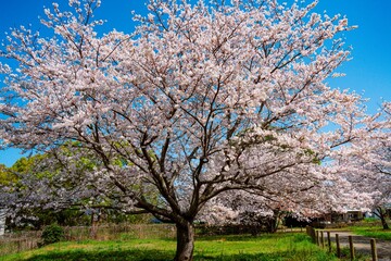 Fototapeta premium はちまんの郷の桜