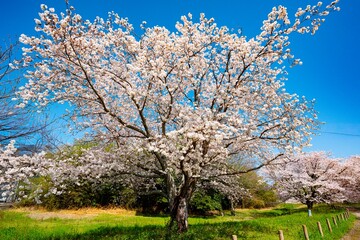 Fototapeta premium はちまんの郷の桜