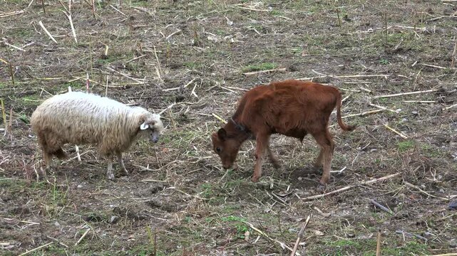 Cow calf and sheep ram headbutting in rural field, aggressive livestock conflict scene. Young bovine spars a woolly male on pasture stubble, tense faceoff across countryside terrain.