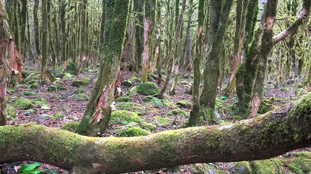 Moss covered boxwood trunks stand in a dark ancient forest with rich green woodland texture. Soft filtered light, damp bark, and mystical greenery create an enchanted grove atmosphere.