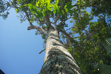 Fototapeta premium Low Angle View of a Tall Avocado Tree Trunk and Canopy Against a Clear Blue Sky