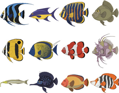 Fish vector silhouette illustration on white background