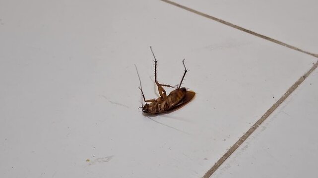 Cockroach struggling on white tile floor.
