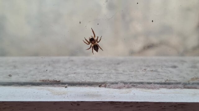 Spider crawling on glass window