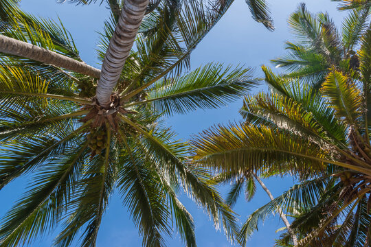 Clustered palm trees overhead creating layered frond patterns under clear sunny tropical atmosphere