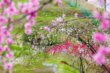 Obraz premium 満開のしだれ桃の花（きねしだれ桃園・岐阜県恵那市）