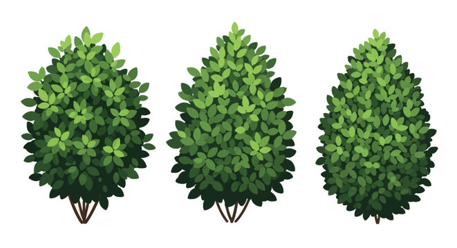 Set of three green botanical shrub illustrations with dense foliage and rounded shapes, varying shades of green leaves, isolated on a white background for landscape design elements.