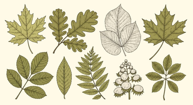 Detailed botanical engraving of diverse tree leaves including oak, maple, birch, ash, and rowan with horse chestnut seeds, featuring fine line work on an off-white background.