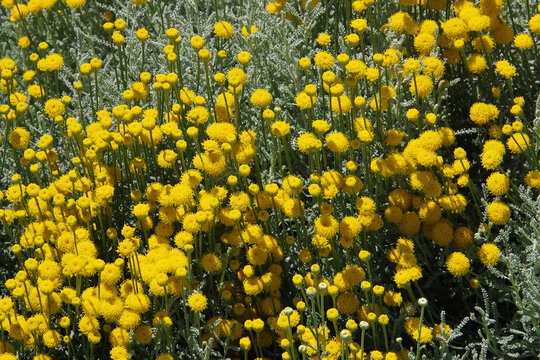 Field of yellow lavender cotton Santolina flowers 